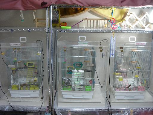 �A�N�����P�[�X�@������