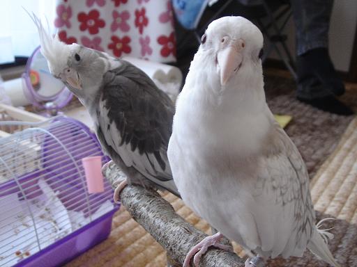 �I�J���C���R�@�摜