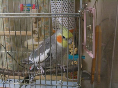 �����H�ׂ�I�J���C���R