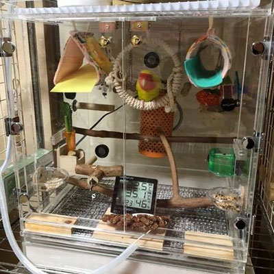 �R�U�N���C���R�̃A�N�����P�[�X