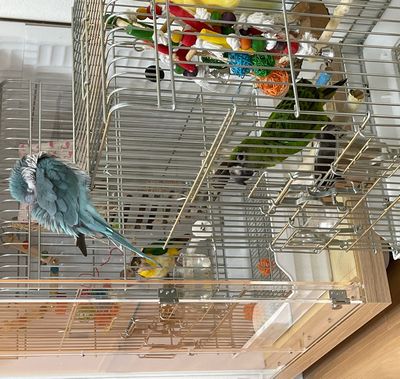 �H�U������V���n���C���R