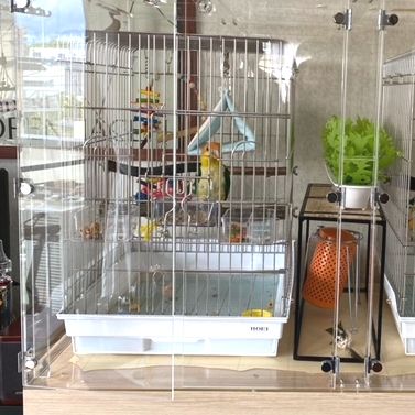 �E���R�C���R�̒���������ꂽ�A�N�����P�[�X