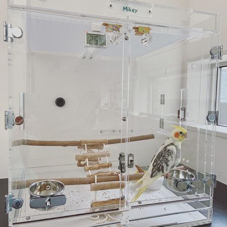 止まり木に縄バシゴ設置