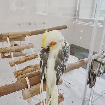 羽繕いするオカメインコ