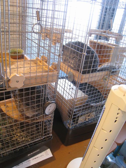 ���Q���̃`���`��