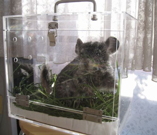 �`���`���̃L�����[�P�[�X