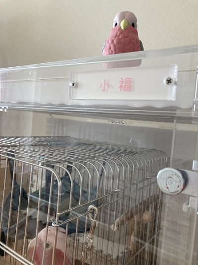 アクリルケースの上にモモイロインコのぬいぐるみ