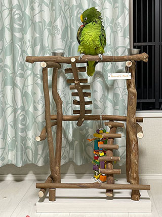 �o�[�h�W���@���R�Ȋ����C���[�W