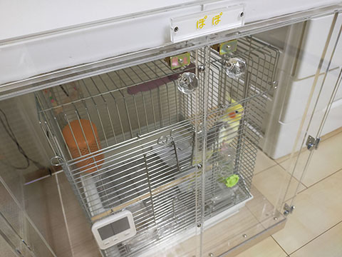 �I�J���C���R�̒���������ꂽ�A�N�����P�[�X