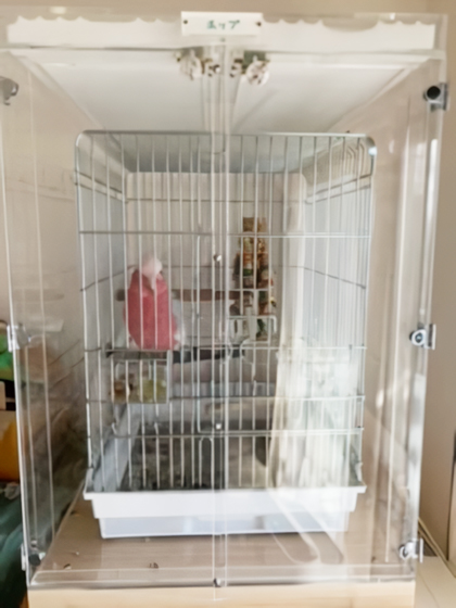 �����C���C���R�̃A�N�����P�[�X