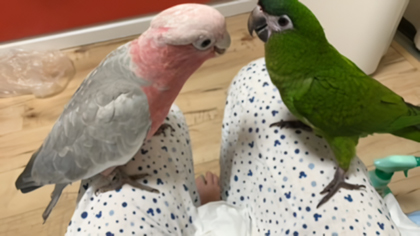 �����C���C���R�ƃR�~�h���R���S�E�C���R