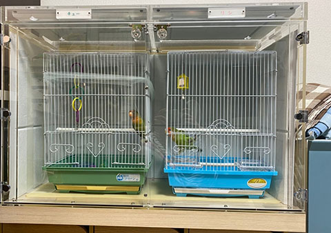 インコの鳥かごを入れたアクリルケース