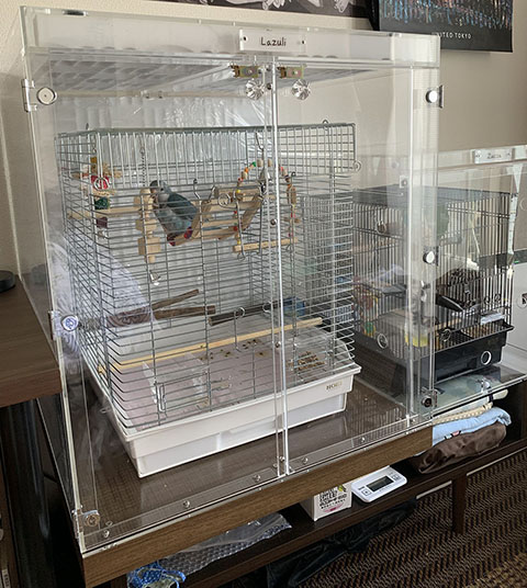 �I�L�i�C���R�̃A�N�����P�[�X�@�h���d�l