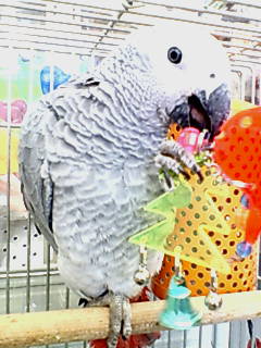 ��������ŗV�ԃ��E��