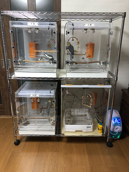 オカメインコのアクリルケース4台