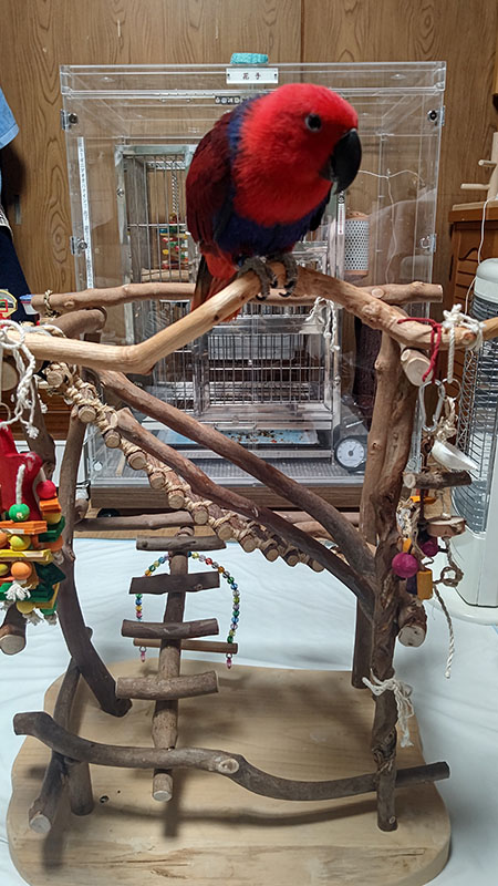 バードジムに乗るオオハナインコ