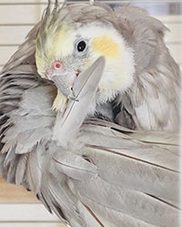 �I�J���C���R