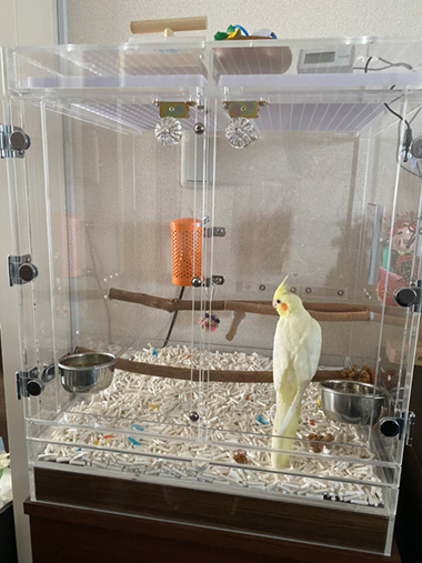 �I�J���C���R�̓������A�N�����P�[�X