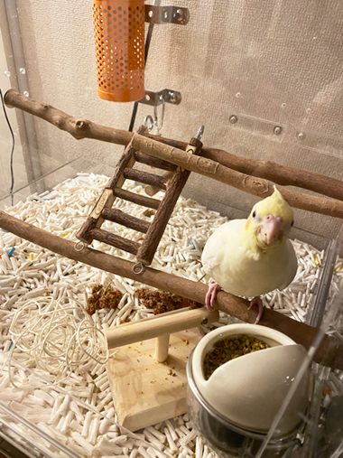 �I�J���C���R