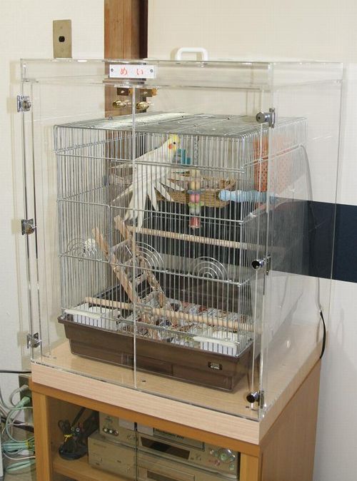 �I�J���C���R�̃A�N�����P�[�X