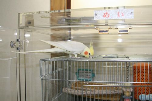 �������̏��T������I�J���C���R