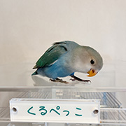 インコのアレルギー対策としてのアクリルケース