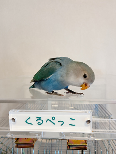 アクリルケースに乗るコザクラインコ
