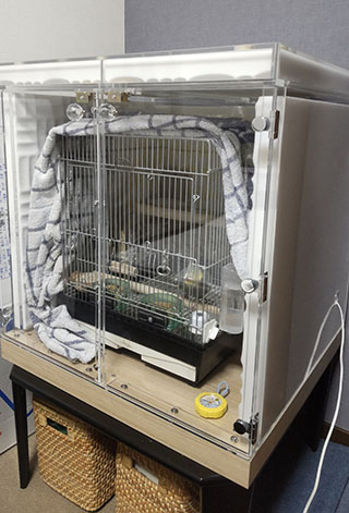 �I�J���C���R�̒���������ꂽ�A�N�����P�[�X