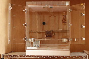 �C���R�p�A�N�����P�[�X