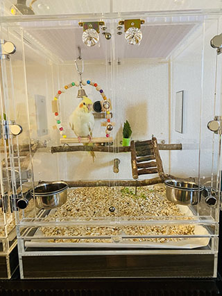 オカメインコのアクリルケース