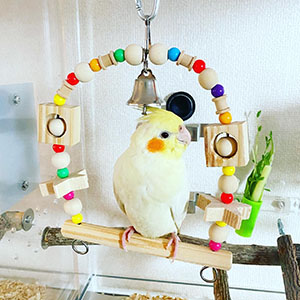 ブランコの乗るオカメインコ