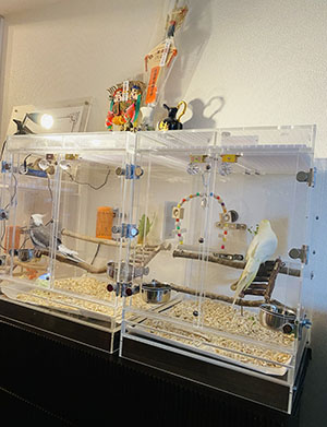 玄関に並ぶ、オカメインコのアクリルケース