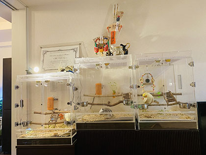 インコ用アクリルケースが3台並ぶ