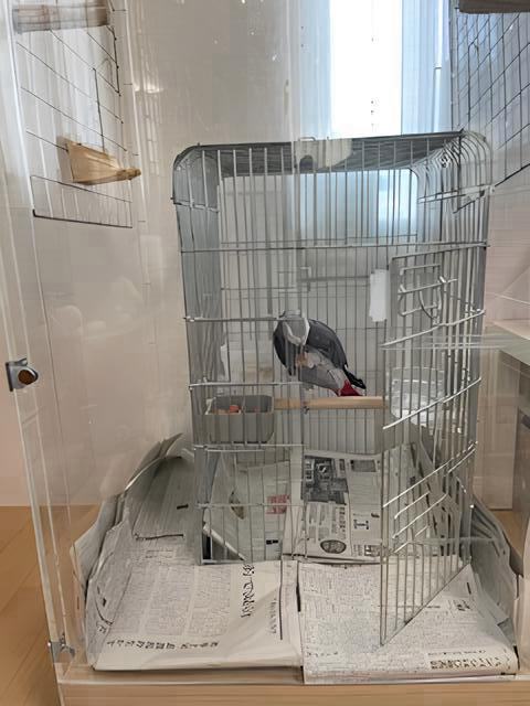 �A�N�����P�[�X���ł��낮���E��