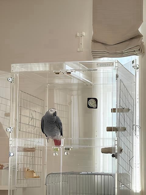 �A�N�����P�[�X���̃��E���̓�����