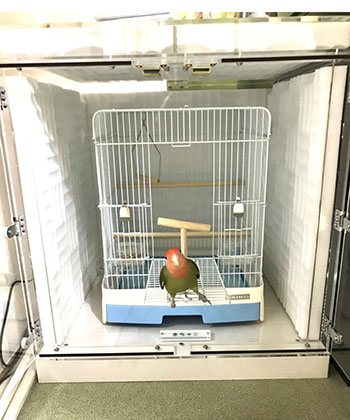 �R�U�N���C���R�̃A�N�����P�[�X