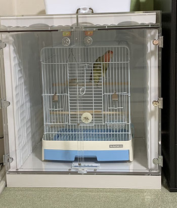 �R�U�N���C���R�̖����΍�