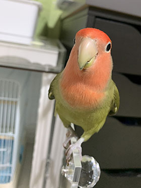 �R�U�N���C���R