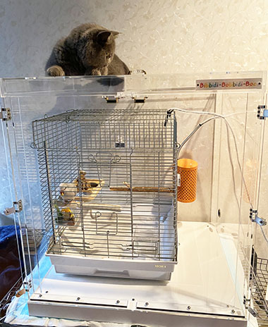 �C���R�̃A�N�����P�[�X�ɏ������l�R