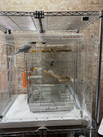 �I�L�i�C���R�̒���������ꂽ�A�N�����P�[�X