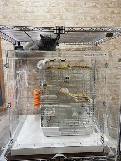 �C���R���C�ɂȂ�l�R