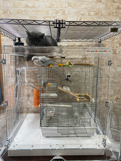 �C���R�ƃl�R�̑����͈ӊO�Ɨǂ�