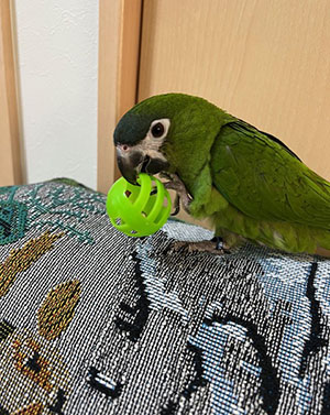 �R�~�h���R���S�E�C���R