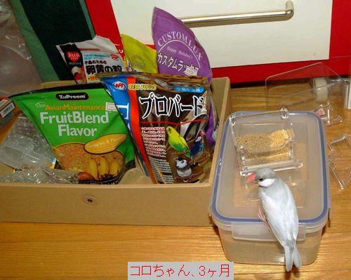 文鳥の食べ物
