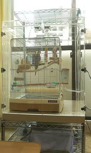 �O������I�J���C���R