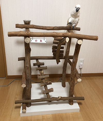 �^�C�n�N�I�E���@�o�[�h�W��