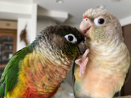 �E���R�C���R�@�y�A