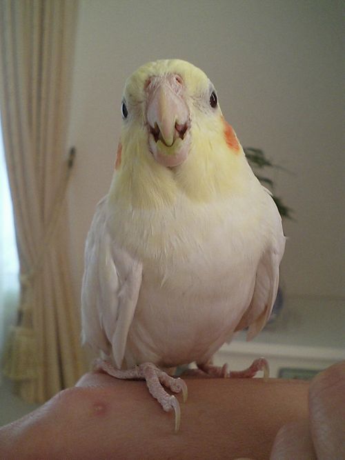 �I�J���C���R