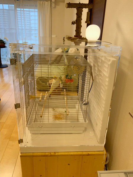 �I�J���C���R�̐�