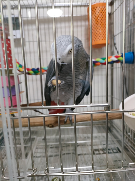 �G�T�����΂ރ��E��